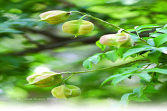 Majidea zanguebarica